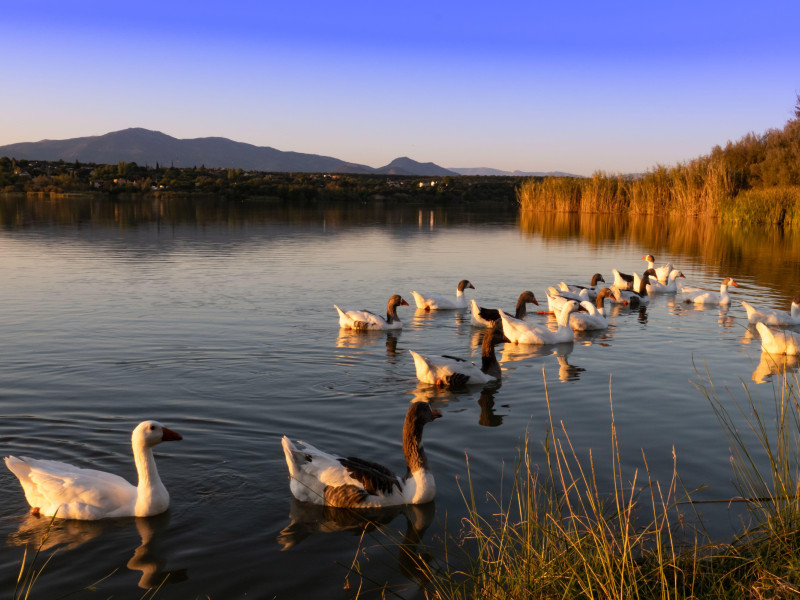 Familia de gansos en el agua del embalse de la presa de Cazalegas al atardecer