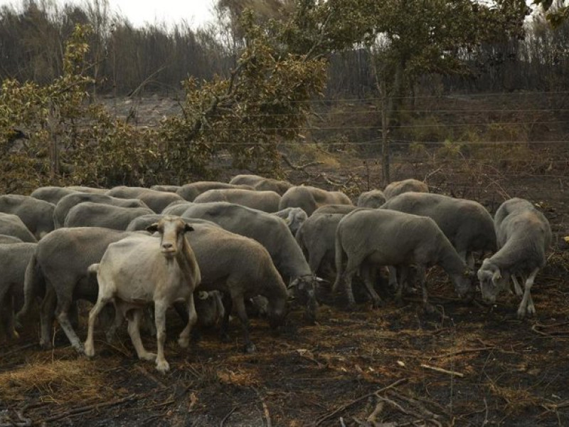 Animales afectados en los incendios de Ourense