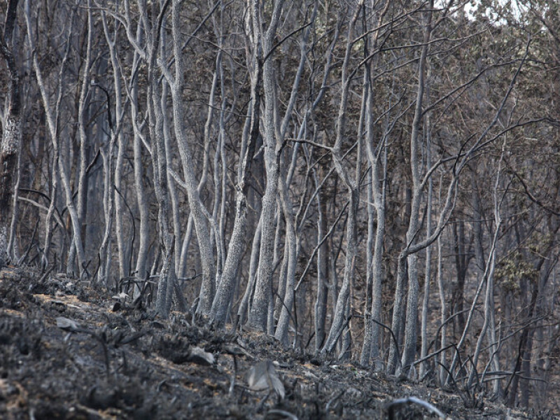 Devastadores incendios en Castilla y León