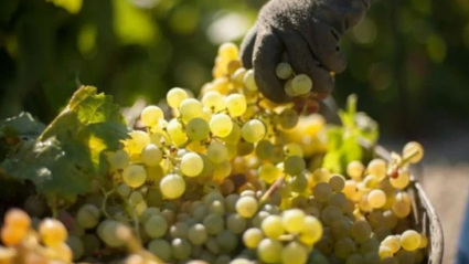 Estado del viñedo en Rioja