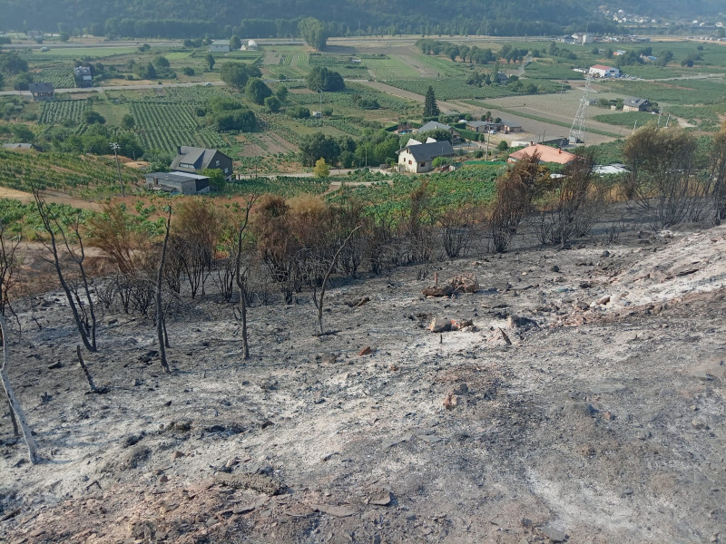 Viñedos entre los incendios de Ourense
