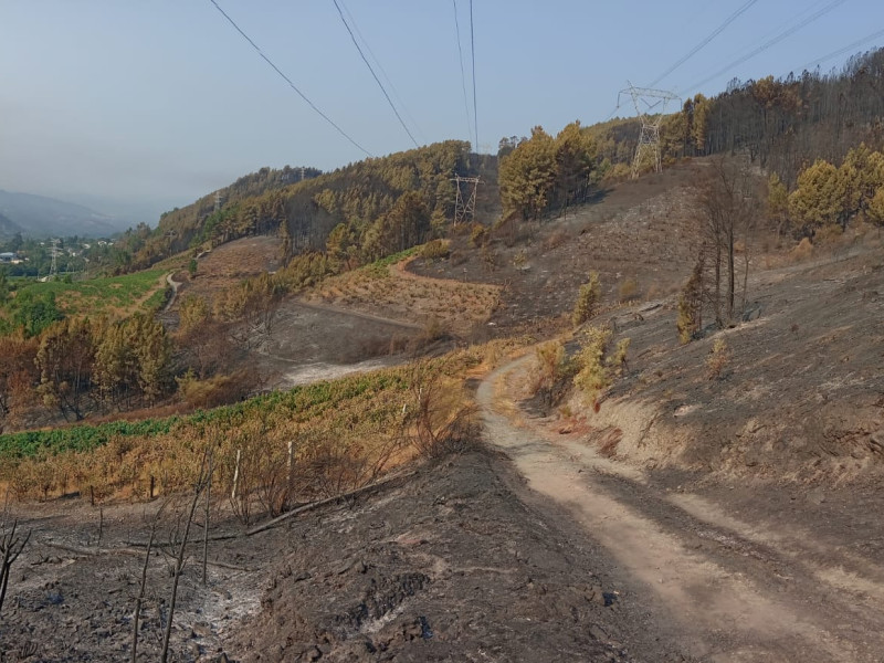 Viñedos entre los incendios de Ourense