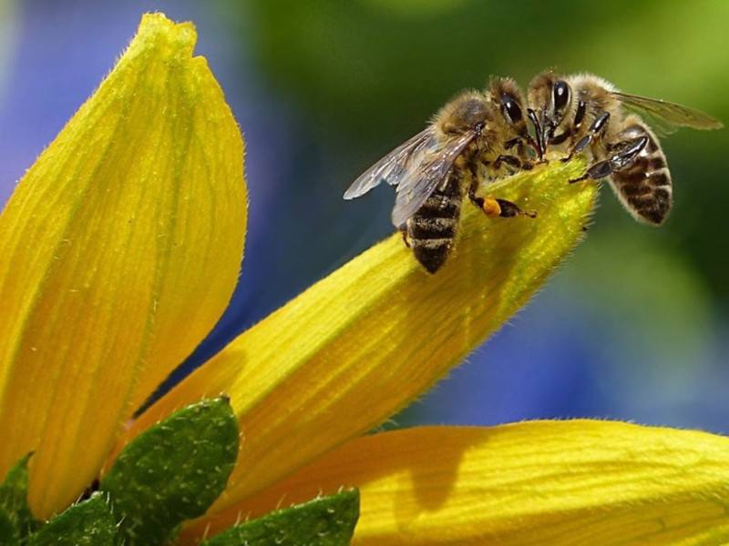 Ejemplar de avispa asiática