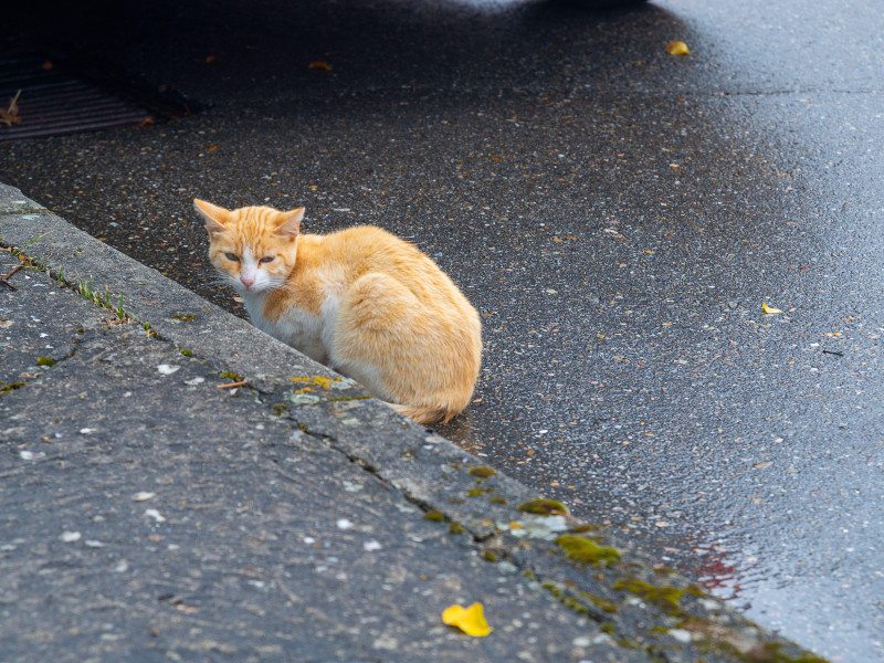 Cachorro de gato abandonado en la calle