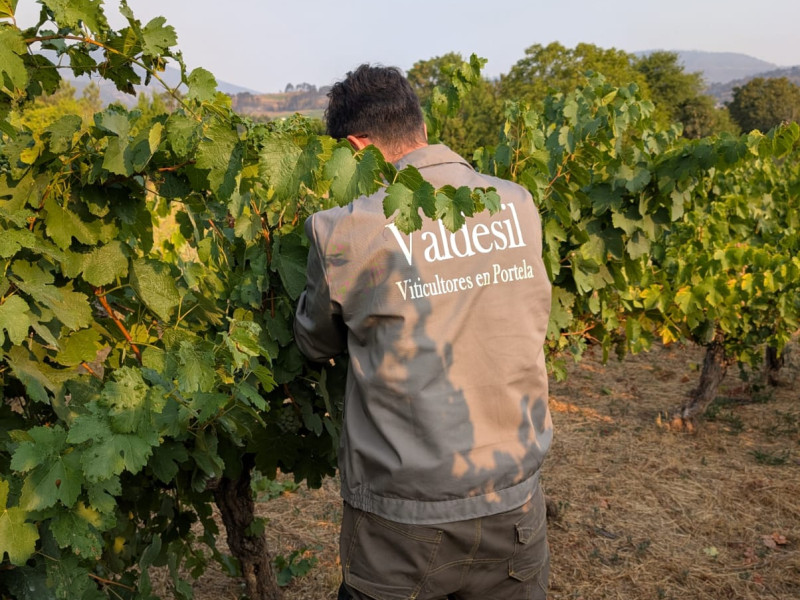 Comienzo de la vendimia en Bodegas Valdesil