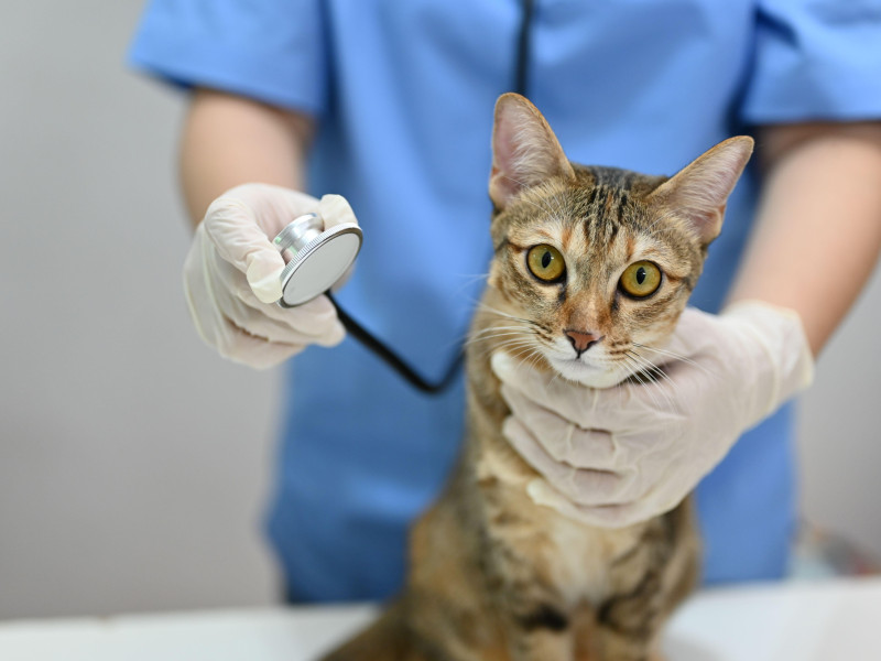 Una veterinaria profesional escucha los sonidos pulmonares de un gato