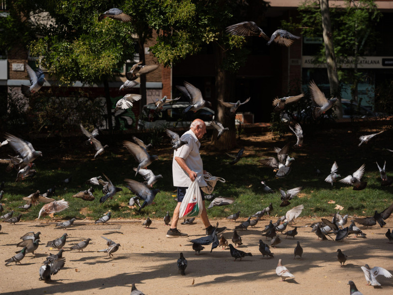 Un jubilado alimenta palomas en un parque cerca de la Sagrada Familia durante una ola de calor en Barcelona