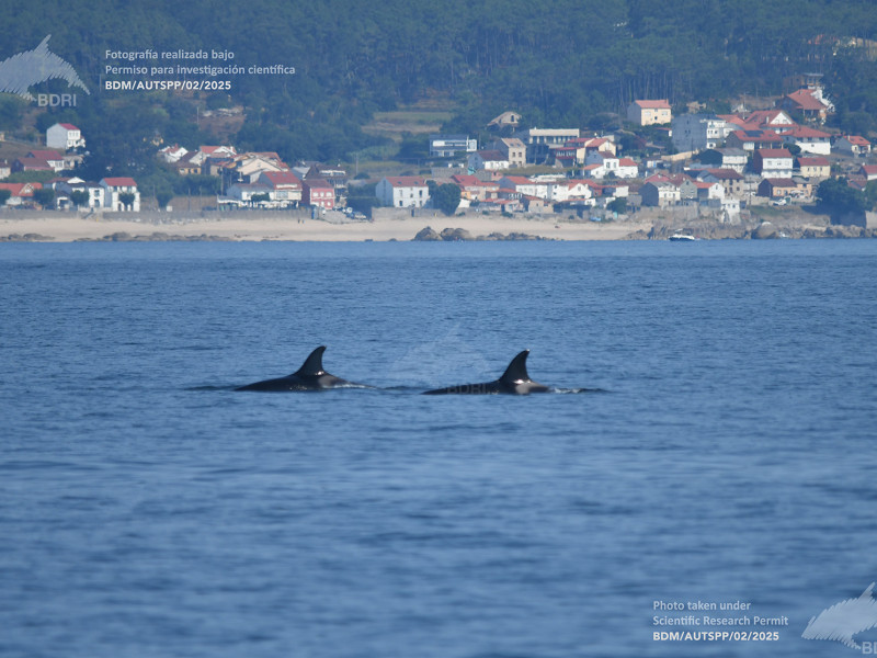 Dos ejemplares de orca en la ría de Arousa