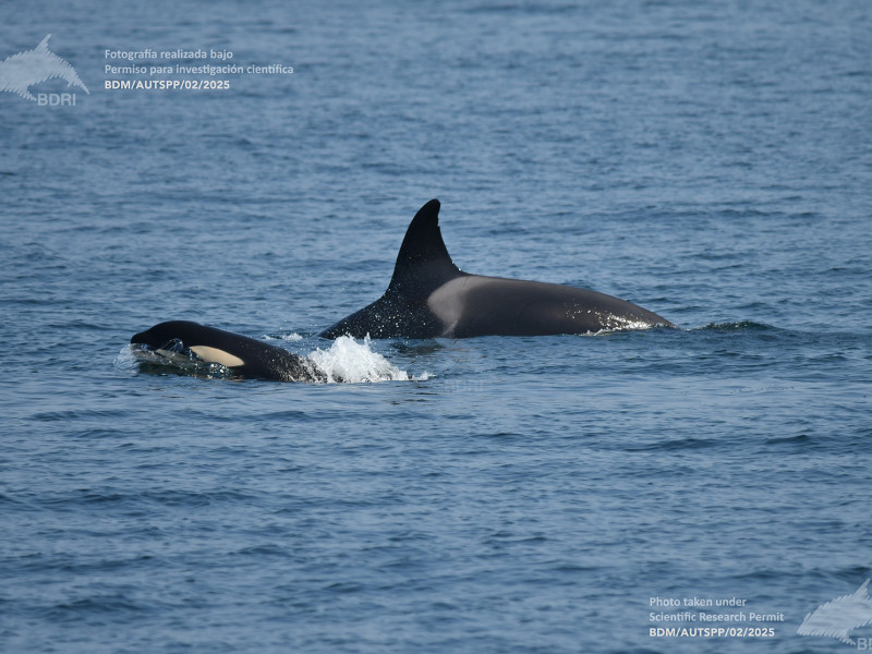 Una cría de orca junto a un ejemplar adulto