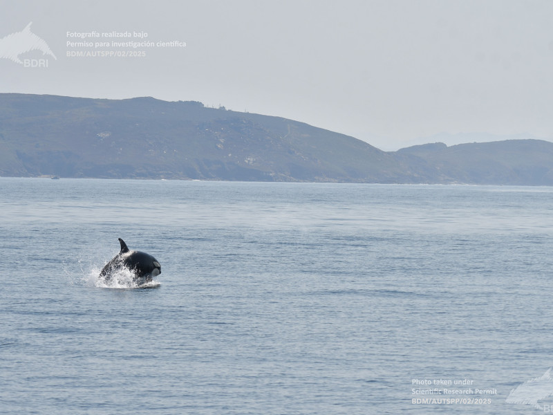 Una orca salta sobre las aguas de la ría de Arousa