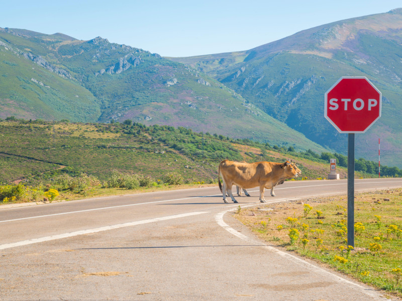 Vacas cruzando la carretera con una señal de STOP en la carretera en Branavieja, Cantabria