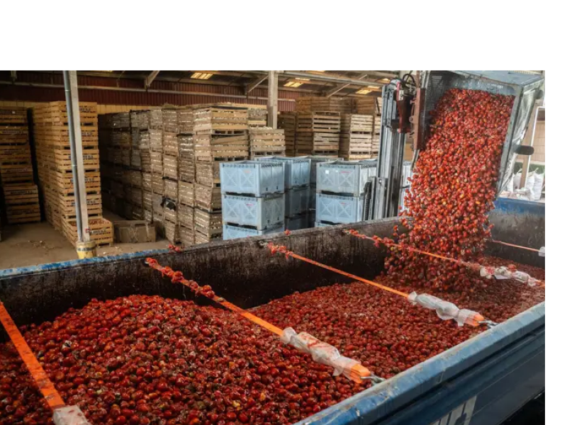 120.000 Toneladas de tomate para la tomatina