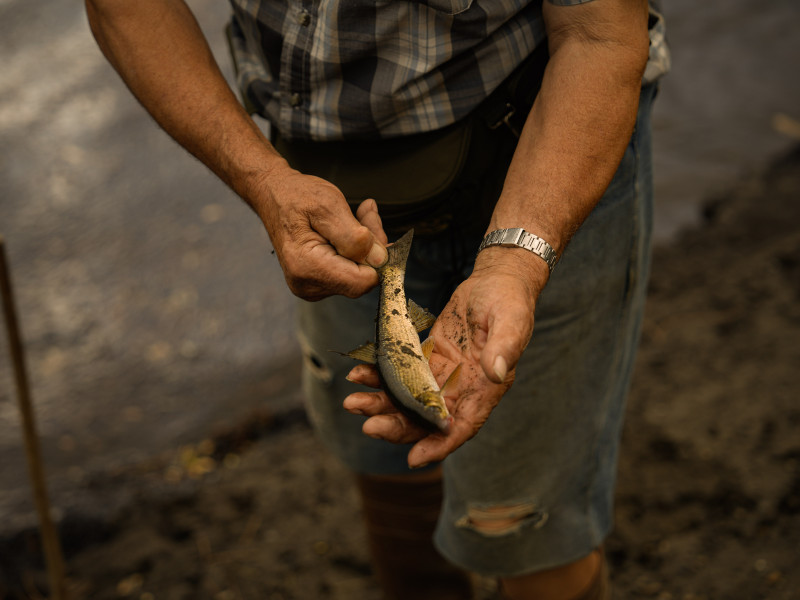 Muestra la captura durante la pesca