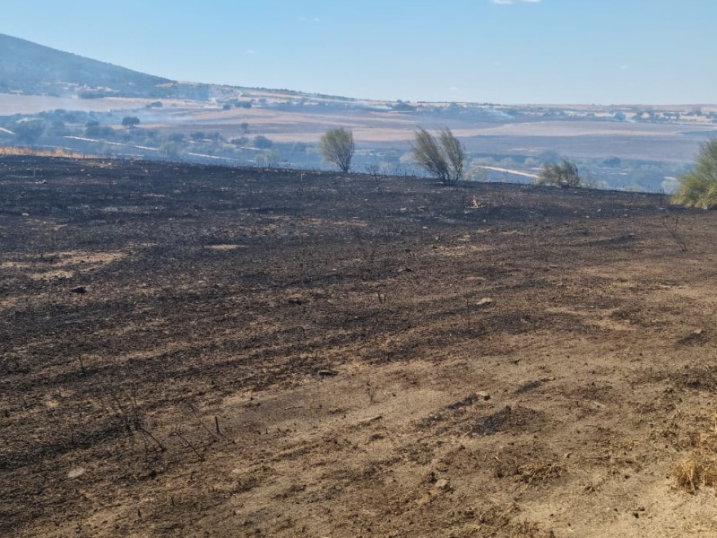 Se han visto afectados los pastos