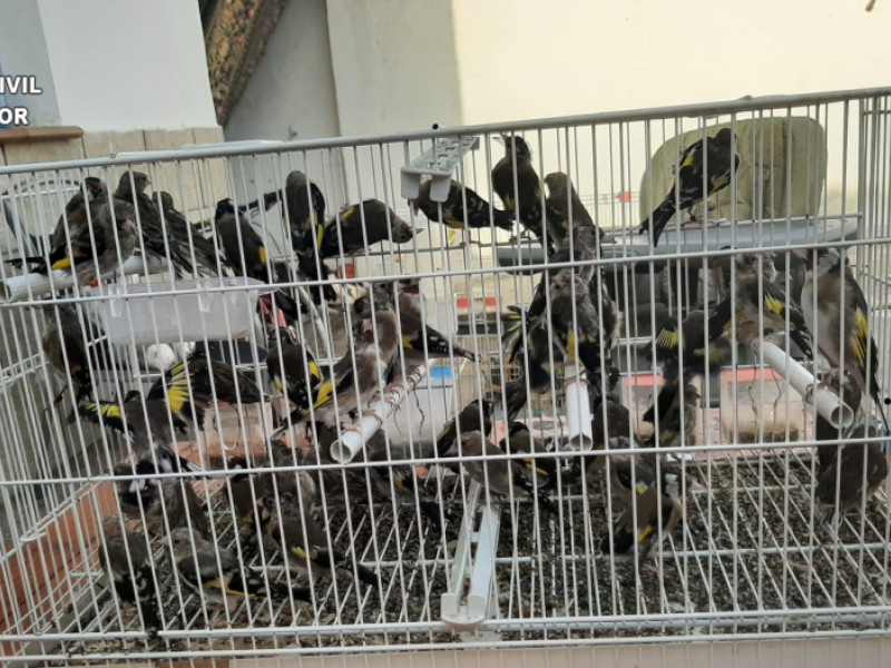 Aves silvestres aprehendidas