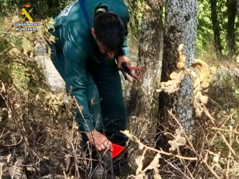 La Guardia Civil detiene e investiga a 10 personas por incendios forestales en la provincia de Cáceres