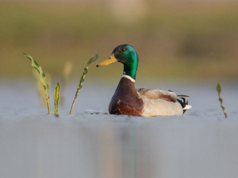 Pato en el agua
