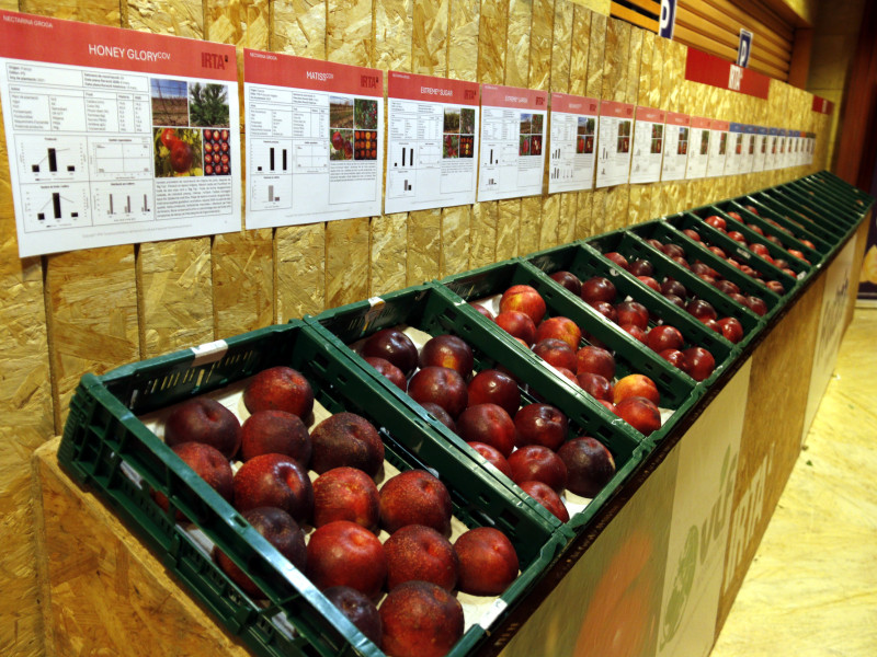 Exposició de varietats de préssecs i nectarines a lo Casino d'Alcarràs.