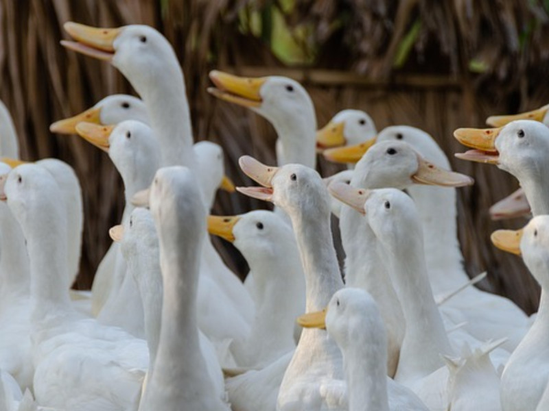Los patos los má afectados
