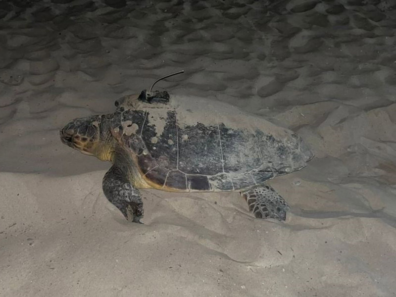 Dálmata, la tortuga marina que ha nidificado en la Comunitat Valenciana
