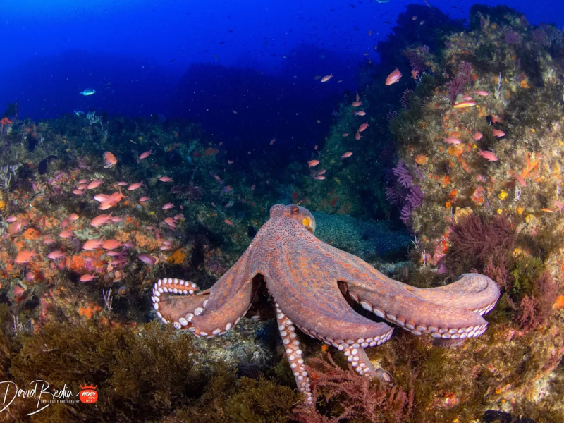 Centro de Buceo Burbujas