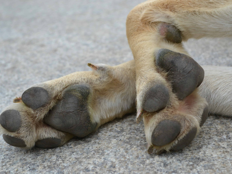 El aumento de abandonos de perros en Cantabria se ha elevado este año