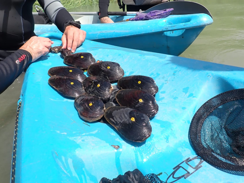 Ejemplares adultos de náyade margaritona localizados en el río Ebro