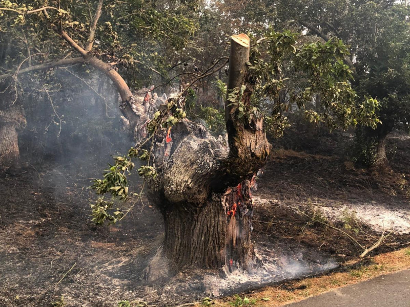 Castaños ardiendo por los incendios de Ourense