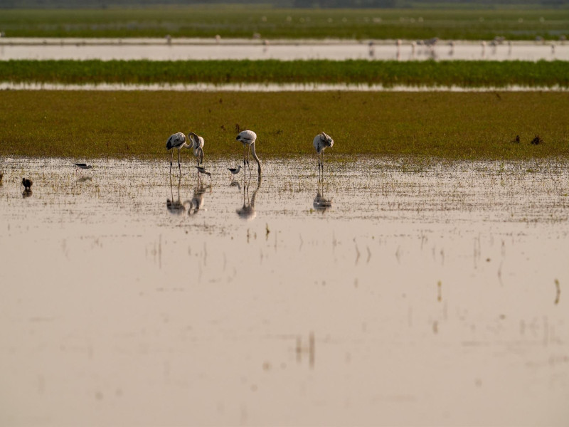 La Junta de Andalucía activa el protocolo de prevención para aves silvestres ante el riesgo de gripe aviar en Doñana