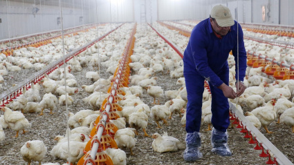 Avicultor en su granja de pollos