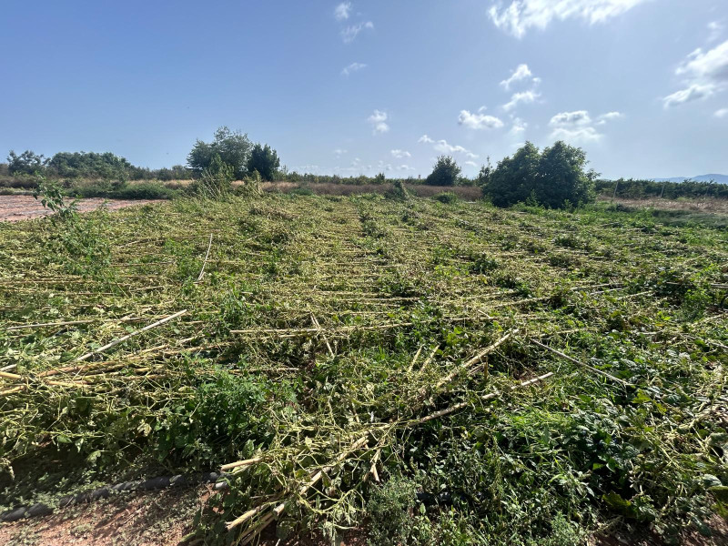 El granizó arrasó el campo de la comarca de la Plana Baixa