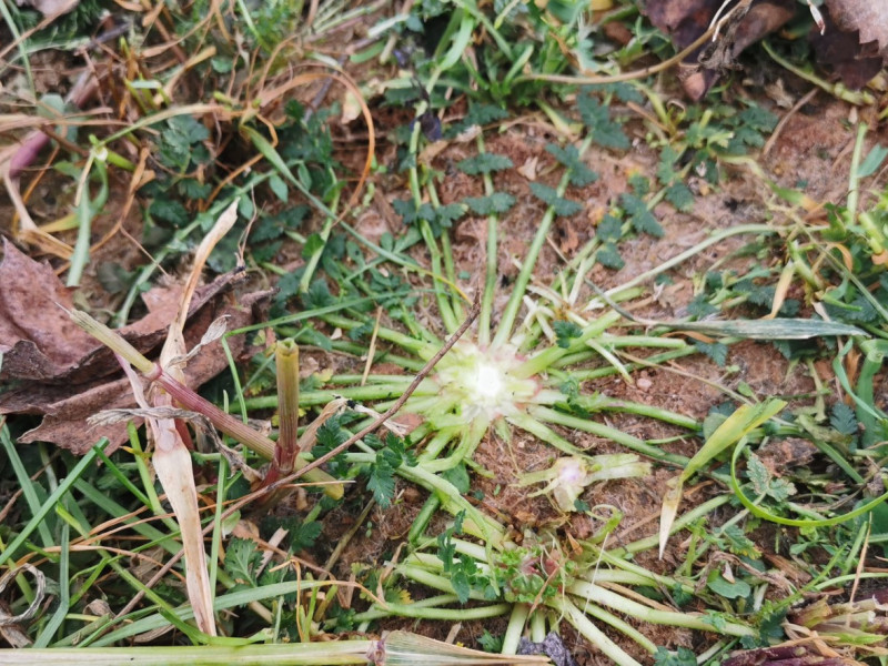 El impacto del ganado en los suelos de La Rioja