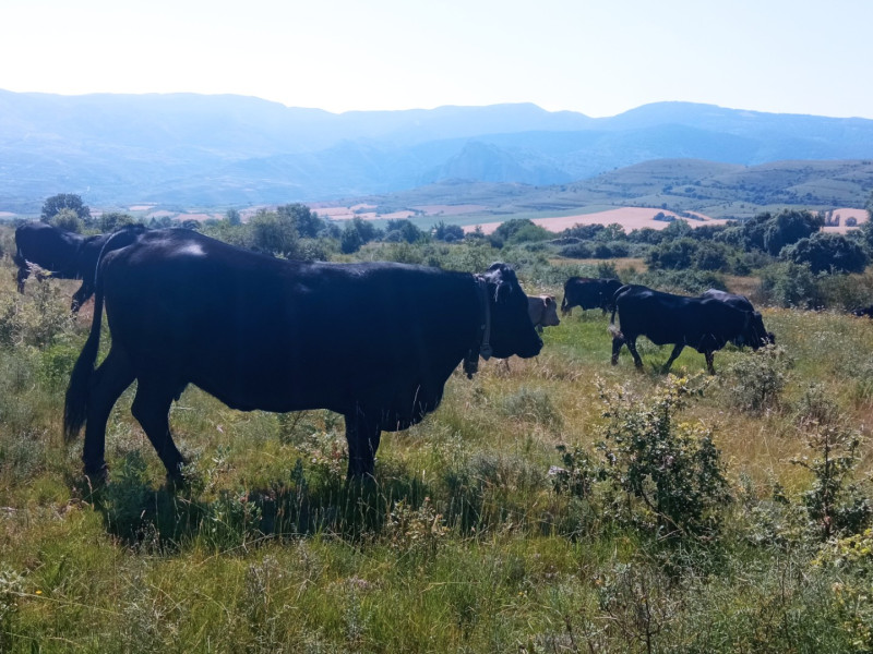 Estos campos demostrativos también demuestran la diferencia del impacto de las distintas ganaderías