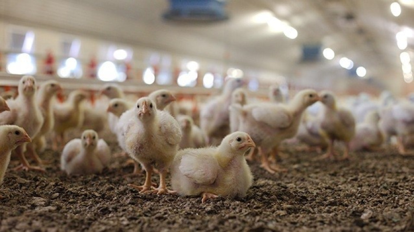 Pollos en una granja avícola