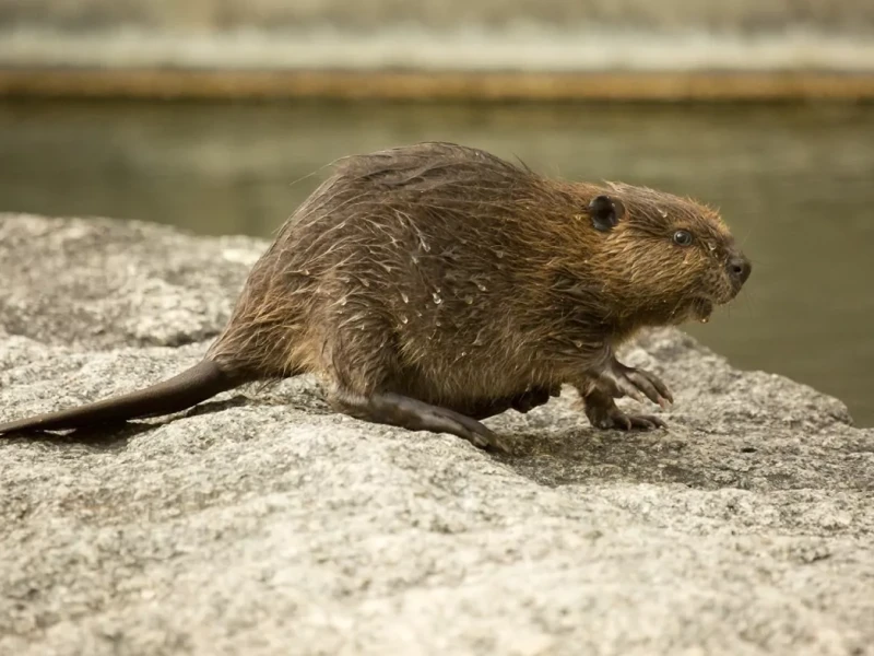 El castor europeo está causando estragos en las riberas del Ebro.