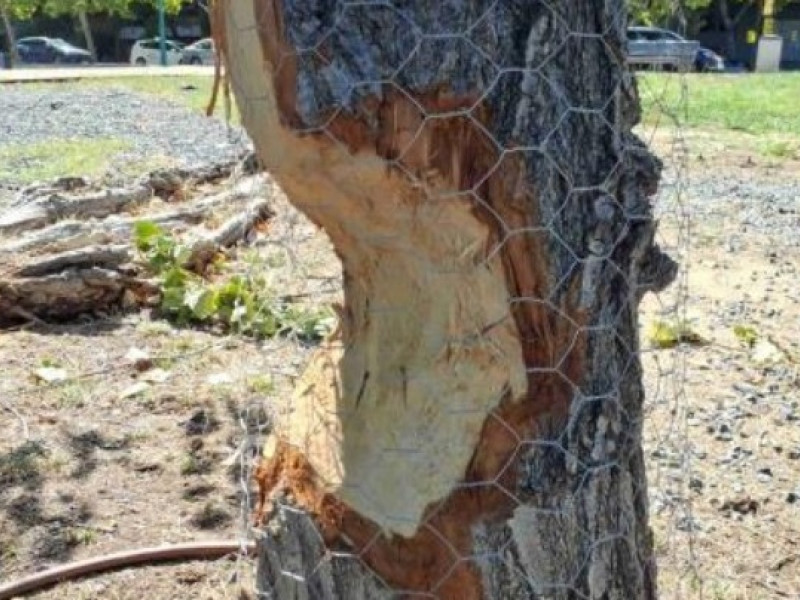 Estado del chopo afectado por los castores en la ribera del Ebro.