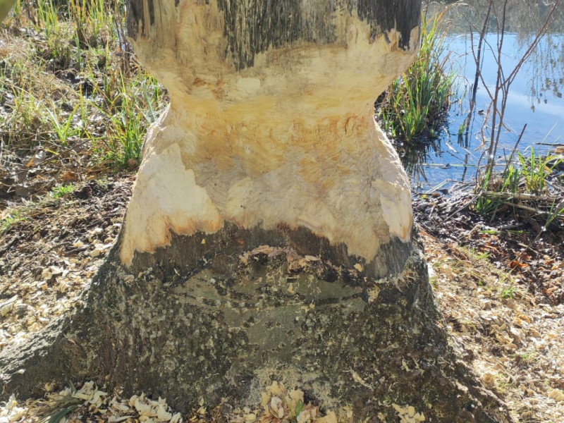 Los castores se alimentan de la corteza de los árboles.