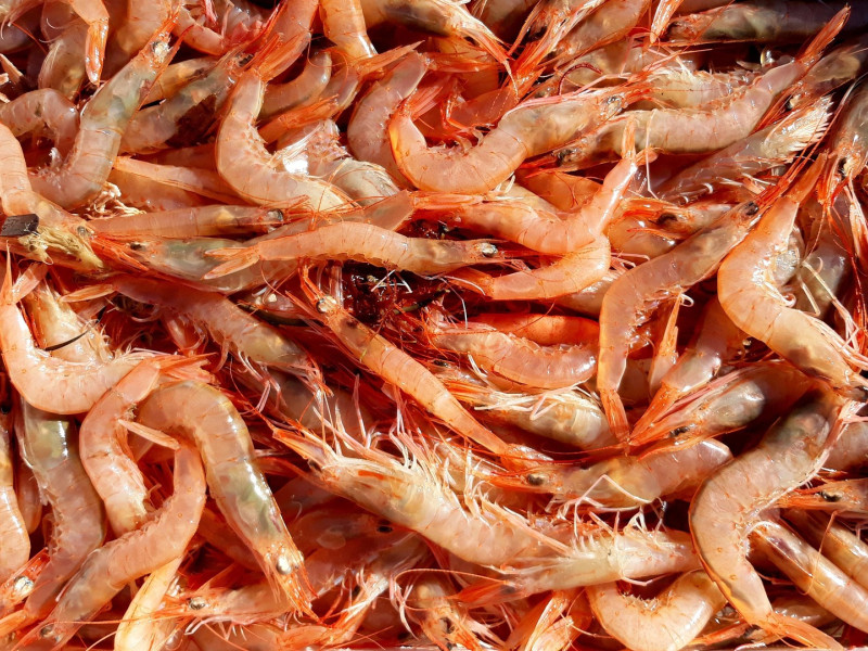 hay temor por la finalización del stock de gambas en Navidad
