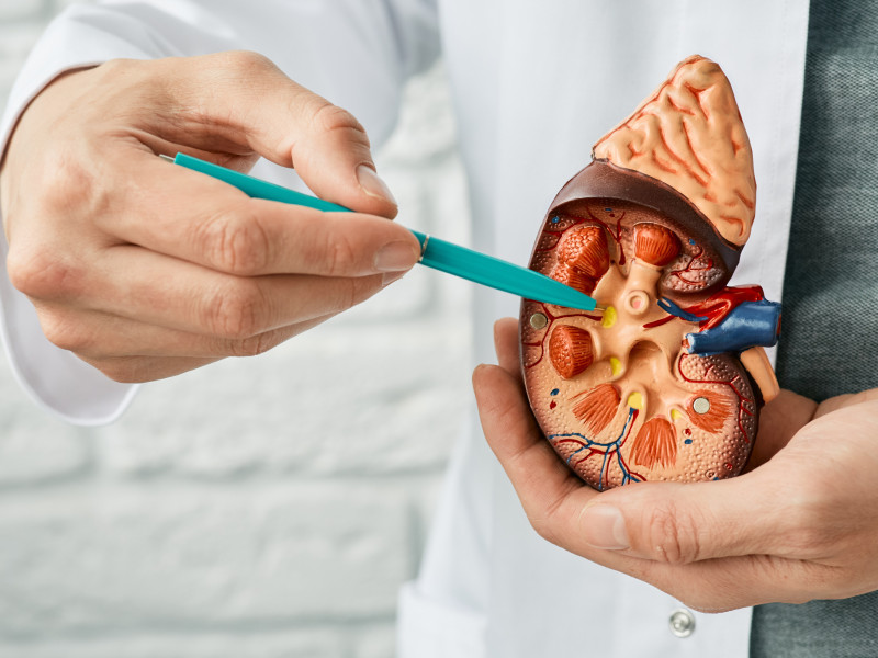 Un médico enseña las diferentes partes de un riñón.