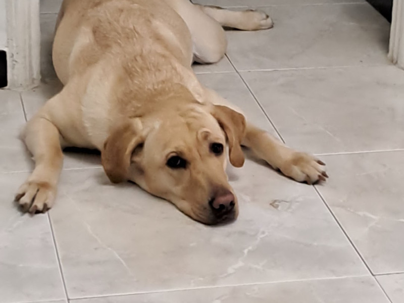 Akira perro guardián