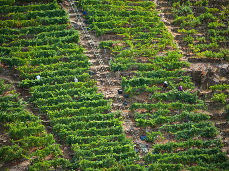 La vendimia sigue avanzando en el territorio amparado por la denominación de origen Ribeira Sacra