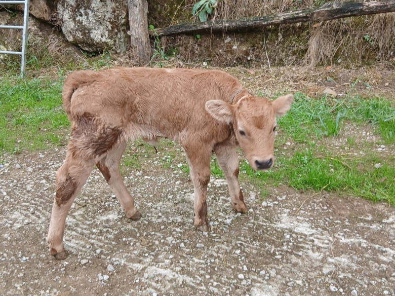 La ternera 'Milagros'