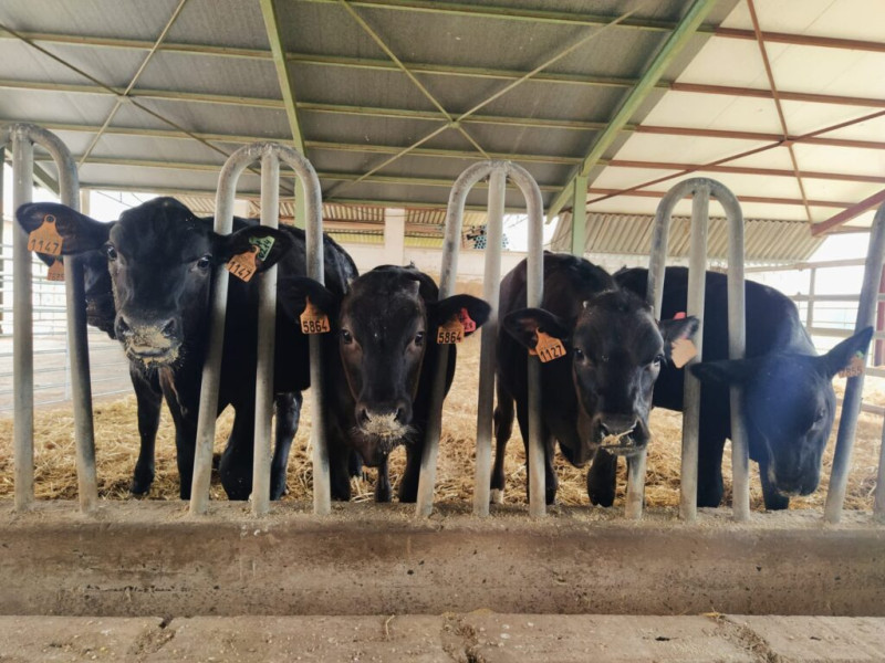 Un grupo de vacas frisonas en una explotación asturiana