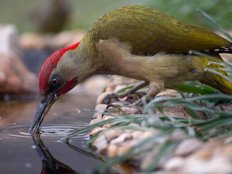 Rios y fauna en Euskadi