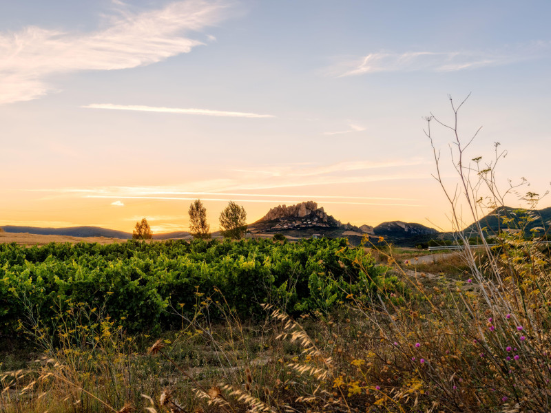 Fascinante vista al atardecer del viñedo con el pico de Cellorigo al fondo en la región de La Rioja.