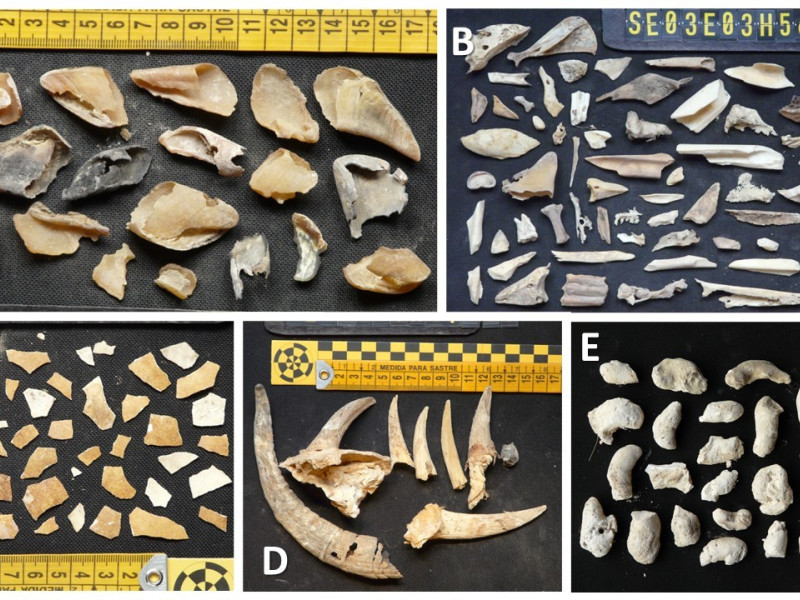Contenido de los niedos de quebrantahuesos