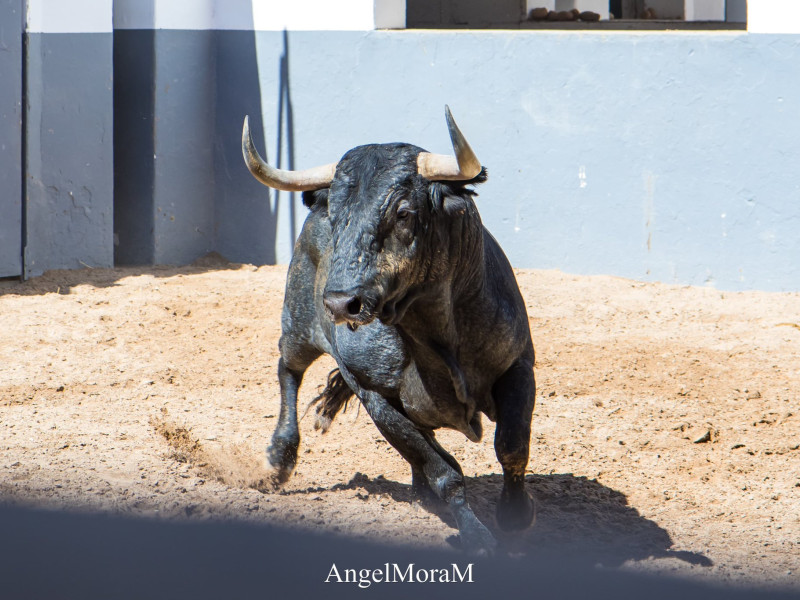 Toro de Victorino Martín