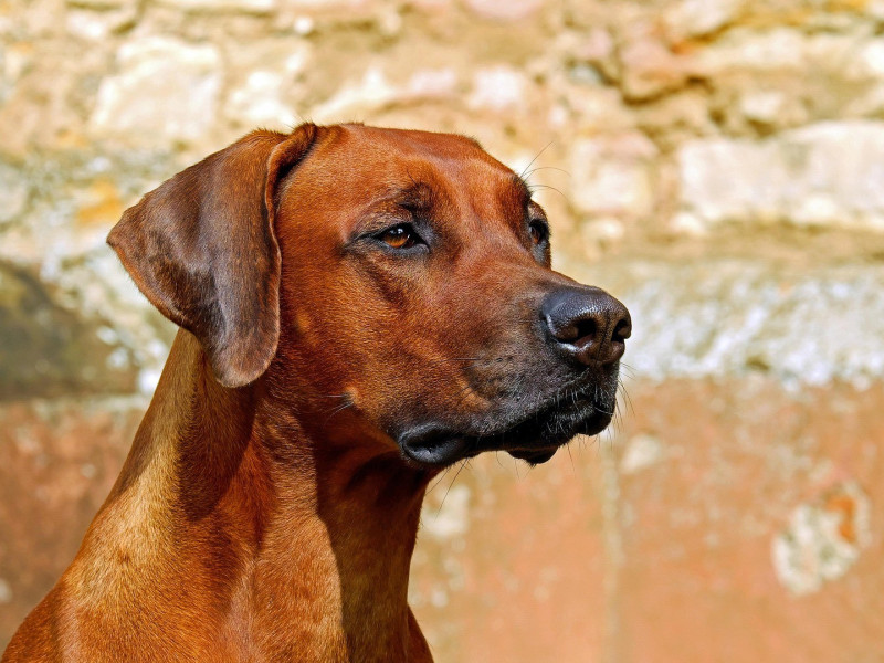 Perro