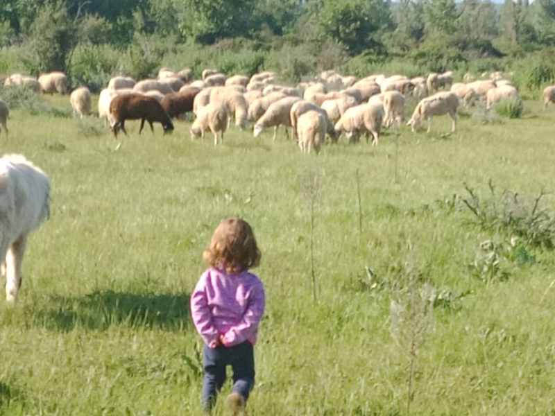 Eda también vigila al ganado