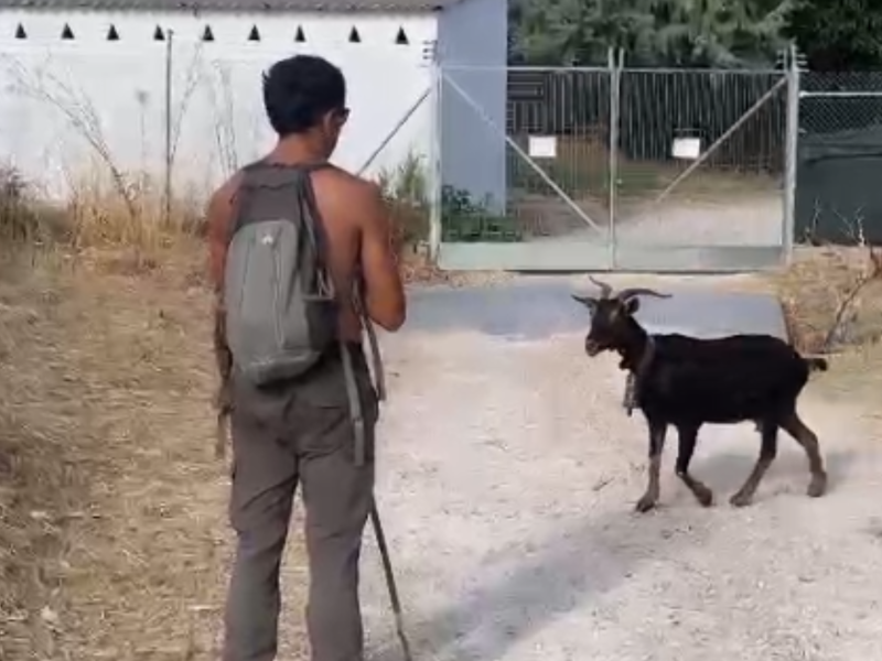 Javier de los Nietos, pastor y psicólogo, con sus cabras bombero